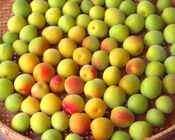 梅雨時の食品管理は カビや雑菌の発生にご注意を スカラヴィジョン